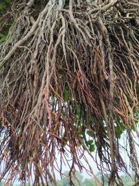 Yeşil yapraklı ağaç kökleri