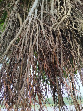 Ağaç kökleri, bitki örtüsü ve doğa