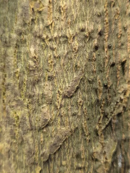 Ağaç kabuğu dokusunu kapat
