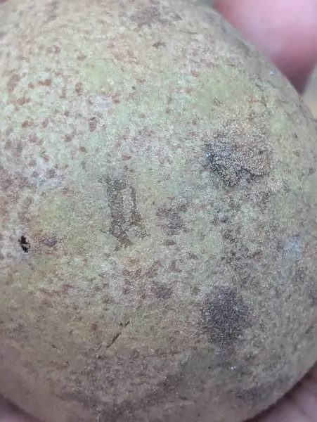 Beyaz ve kahverengi bir patatese yaklaş.