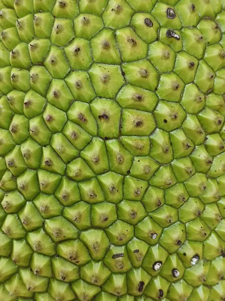 Ağacın olgun meyvesi