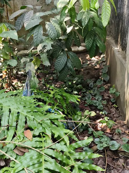 Bahçede yeşil yapraklar