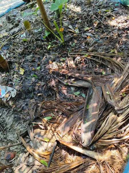 Ölü bir ağacın yakın çekim görüntüsü.