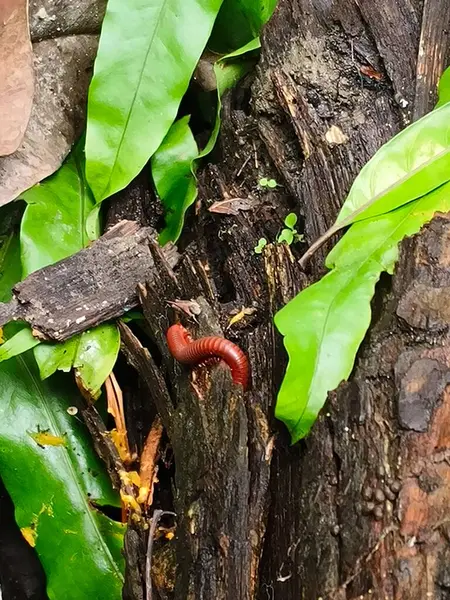 Ağaçtaki kırmızı solucan.