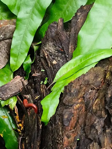 Bir ağaç gövdesini kapatın.