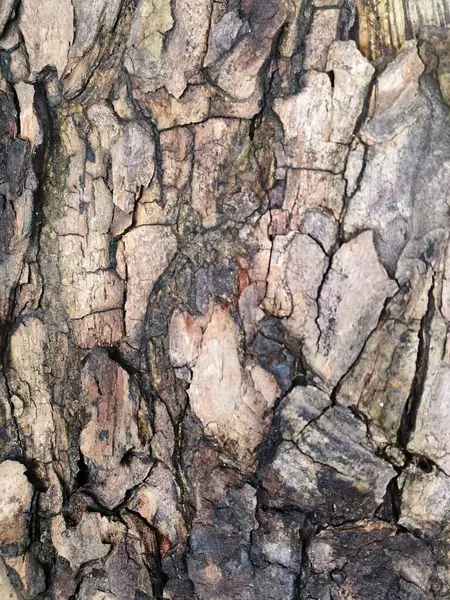 Bir ağaç kabuğunun dokusunu kapat