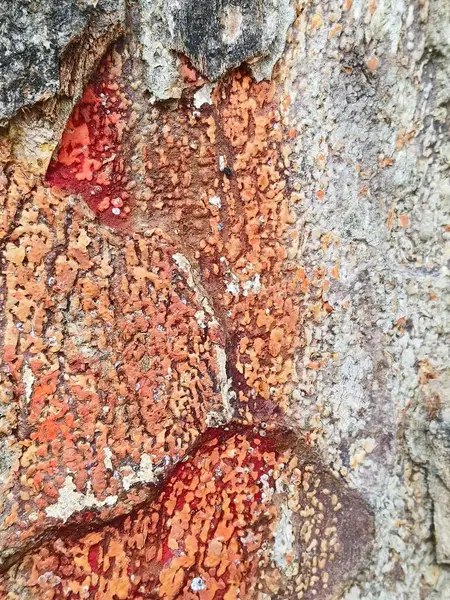 Bir sürü çatlağı olan paslı metal bir doku.