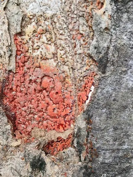 eski kırmızı ağaç kabuğu arkaplanı