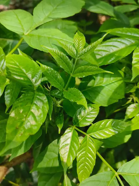 bir bitkinin yeşil yaprakları