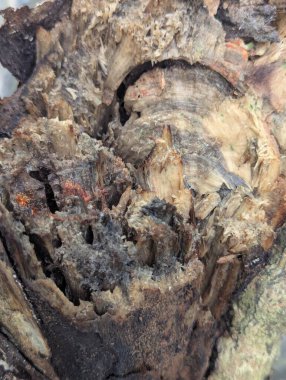 Bir ağaç gövdesini kapatın.