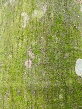 Ağaç gövdesinde yeşil yosun var.