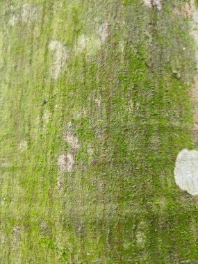 ağaç kabuğu dokusu arkaplanı