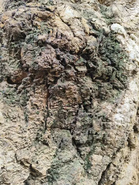 Ağaç kabuğu dokusu. doğal arkaplan.