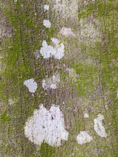 ağaç kabuğu dokusu arkaplanı