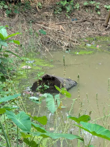 Ormanda küçük bir köpek