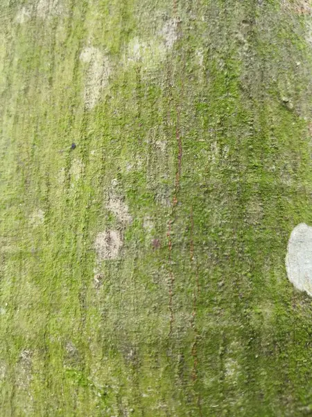 Ağaç gövdesinde yeşil yosun var.