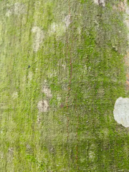 ağaç kabuğu dokusu arkaplanı