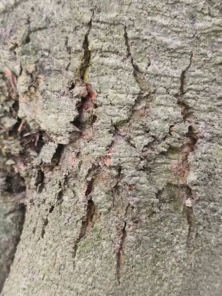 Ağaç Gövdesi deseni makro çekim