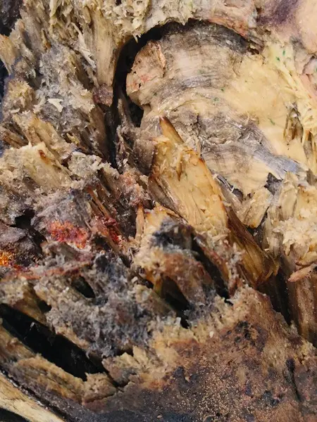 Ölü bir ağacın doku arkaplanı