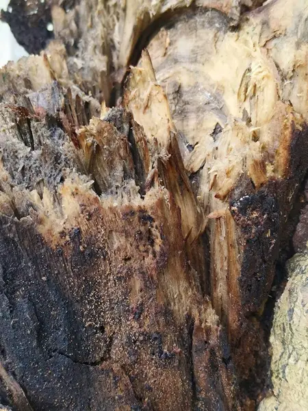 Ahşap doku arkaplanı kapat