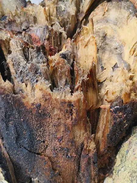 Bir odun yığınına yakın.