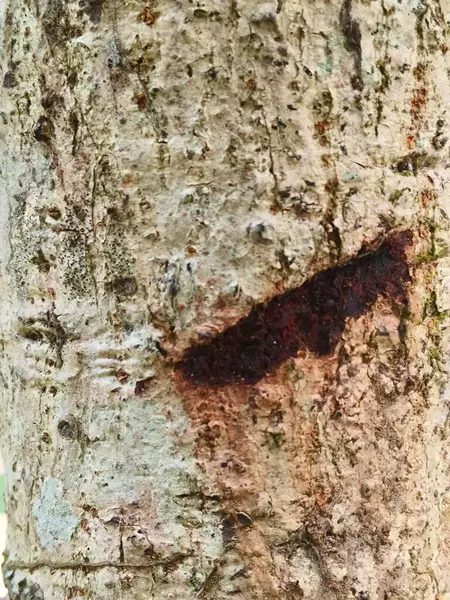 Ağaç kabuğunun dokusu