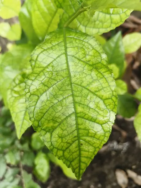 Bahçede yeşil yapraklar