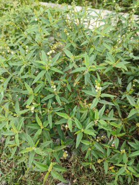 yeşil yapraklar, bitkiler ve yapraklar