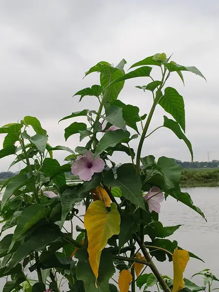 Güzel botanik fotoğrafı, doğal duvar kağıdı.
