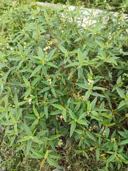 yeşil yapraklar, bitkiler ve yapraklar