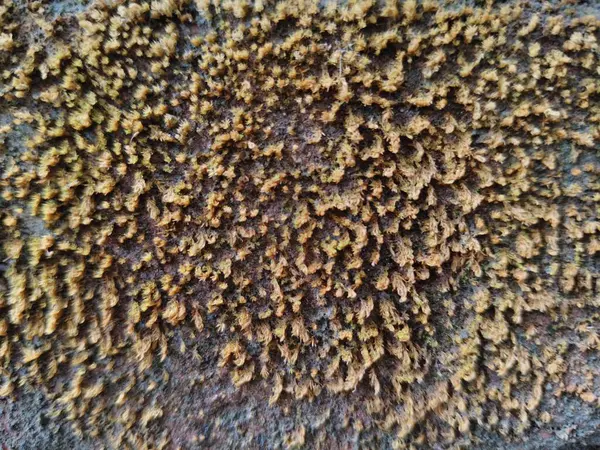 Eski duvarın dokusu