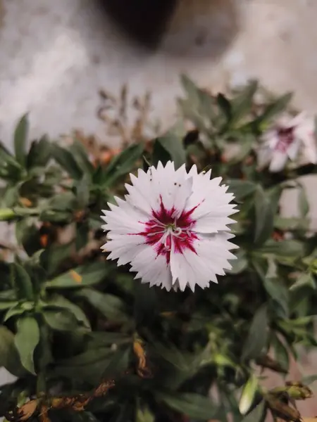 Bahçedeki pembe çiçek