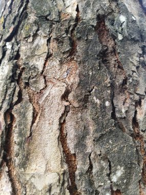 Ağaç kabuğu, arkaplan dokusu