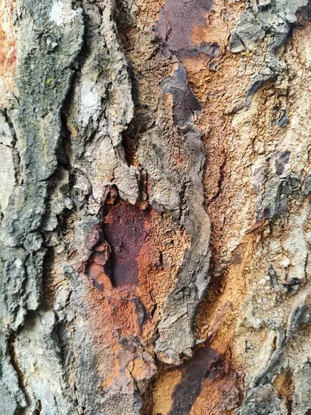 Ağaç kabuğu, yakın - yakın -