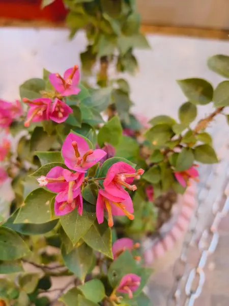 Güzel botanik fotoğrafı, doğal duvar kağıdı.
