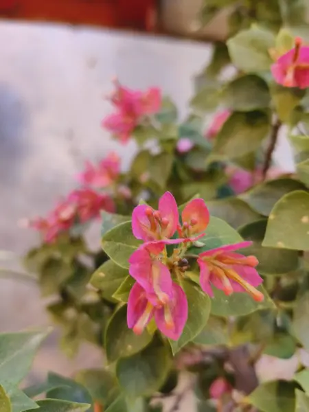 Bahçedeki güzel çiçekler