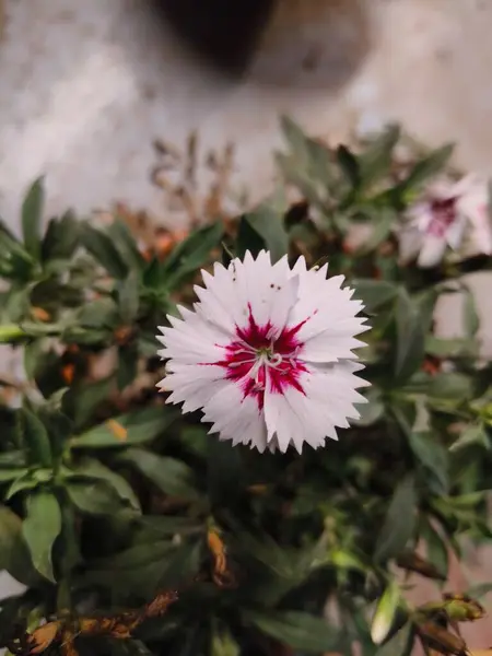 Güzel botanik fotoğrafı, doğal duvar kağıdı.