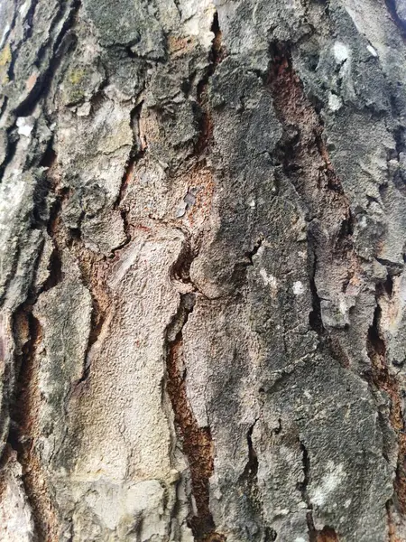 Ağaç kabuğu, arkaplan