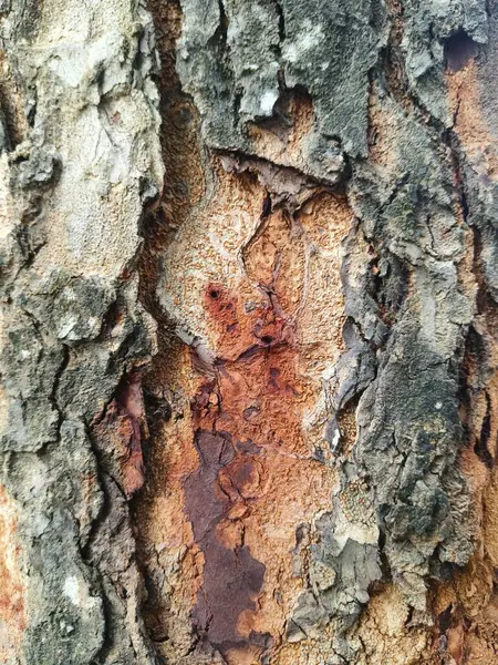 Ağaç kabuğu dokusu. doğal arkaplan