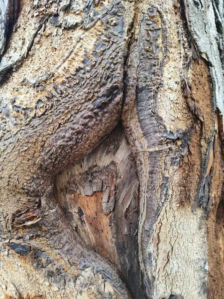 ağaç kabuğu dokusu, arkaplan