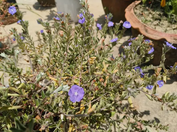 Bahçedeki güzel çiçekler