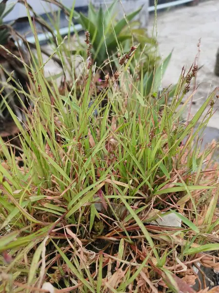 Bahçede yeşil yosun