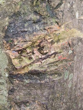 Eski ahşap doku, doğal desen.