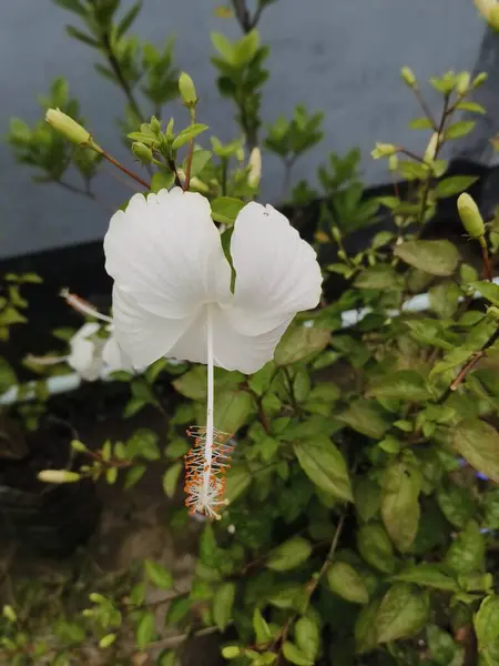 Güzel botanik fotoğrafı, doğal duvar kağıdı.