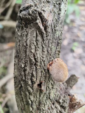 ormanda ağaç üzerinde mantar