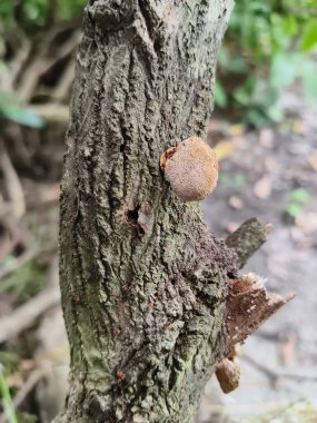 Beyaz mantarlı bir ağaç gövdesinin yakın çekimi.