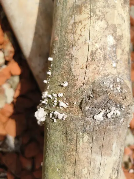 Beyaz ve kahverengi bir taşın yakın plan çekimi.