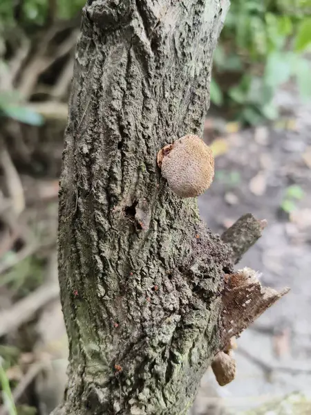 Beyaz mantarlı bir ağaç gövdesinin yakın çekimi.