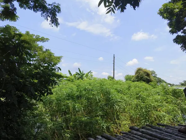 Güzel bir manzara Ağacı ve mavi gökyüzü