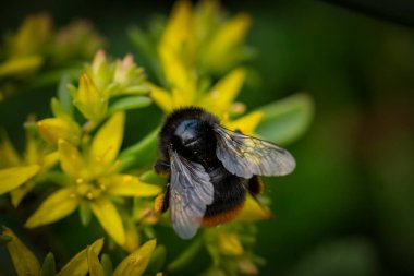 Çiçekteki yaban arısı